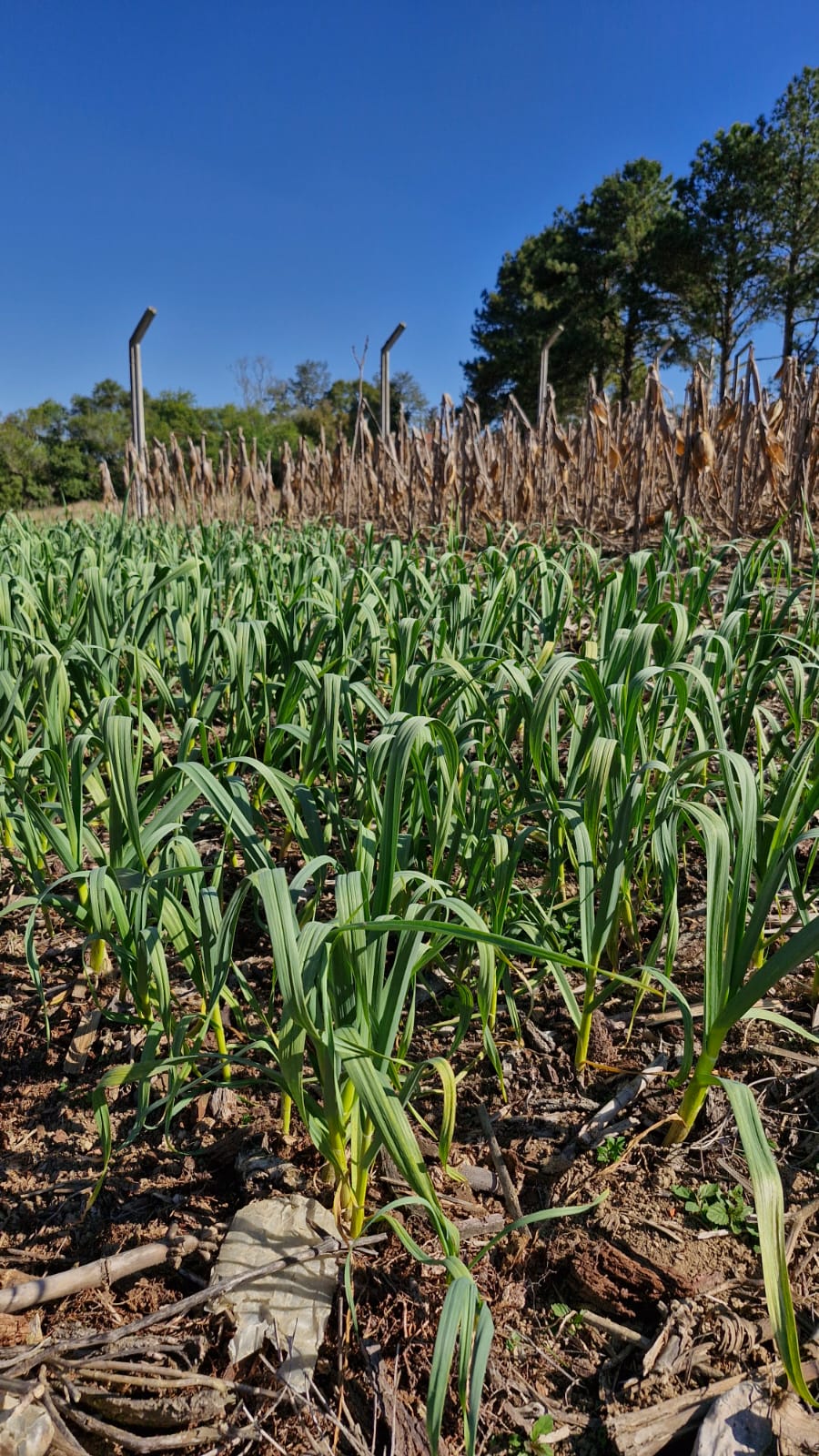 81386e75-59aa-43bb-a8cd-9589662be525